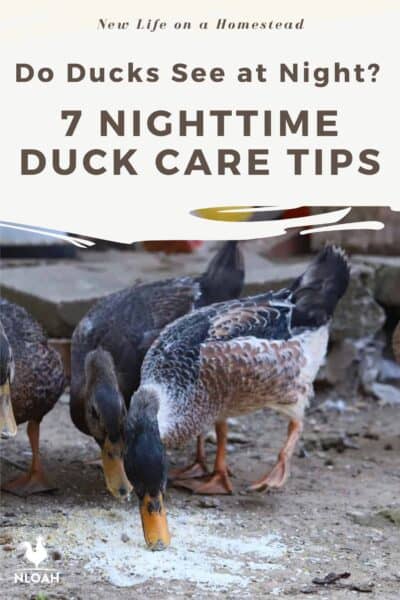 ducks at night Pinterest image