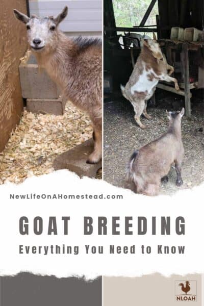 goat breeding pin image