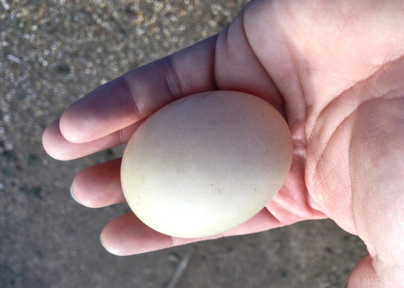 holding a Muscovy egg in hand