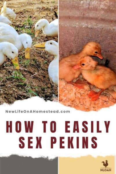 how to sex pekins pin image
