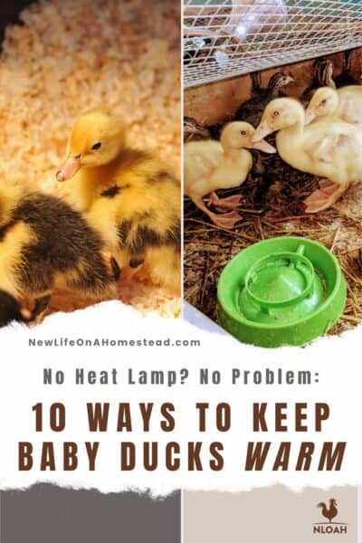 keeping ducklings warm Pinterest image