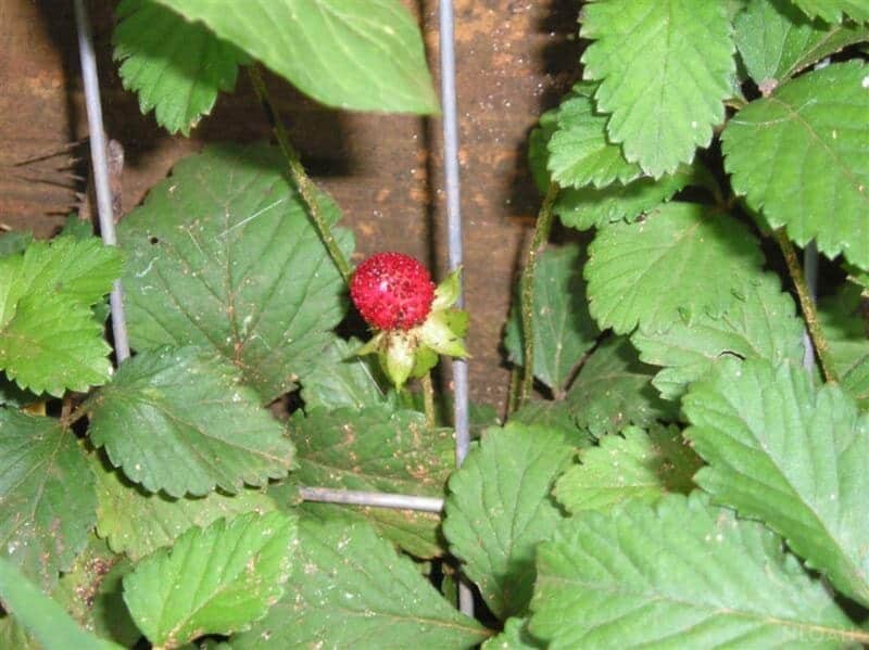 mock strawberry fruit on bush