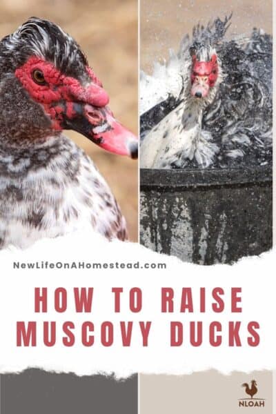 muscovy ducks Pinterest image