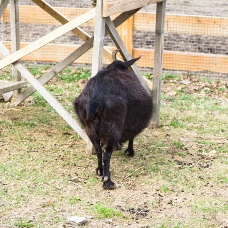 a pregnant black Uzbek goat