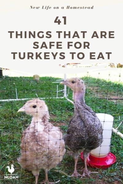 turkeys foods list Pinterest image
