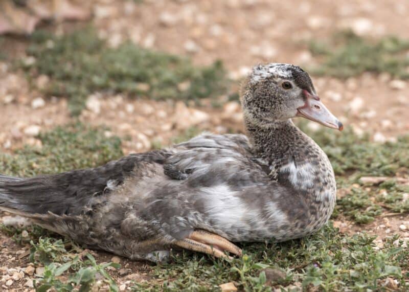 a young blue Muscovy