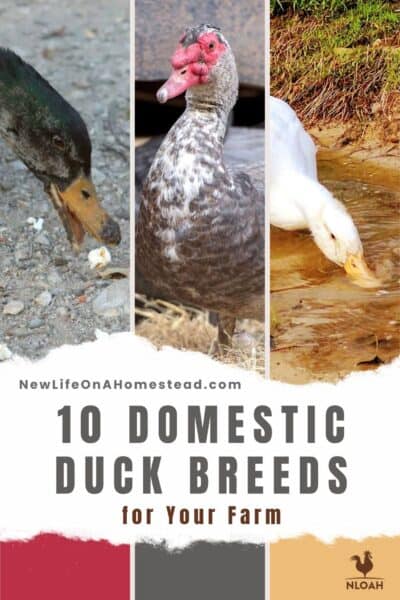 Domestic Duck Breeds