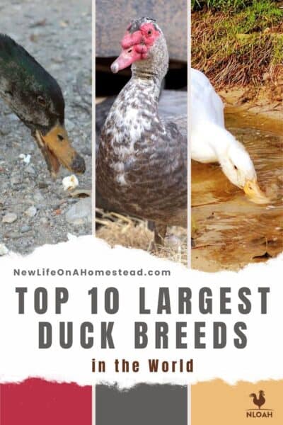 large duck breeds Pinterest image