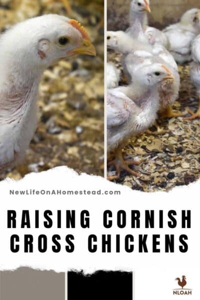 Raising Cornish Cross Chickens Pinterest image