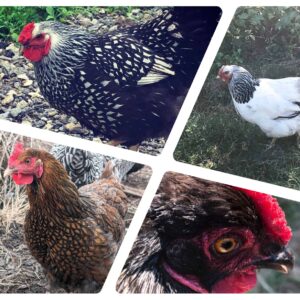 Wyandotte hens collage