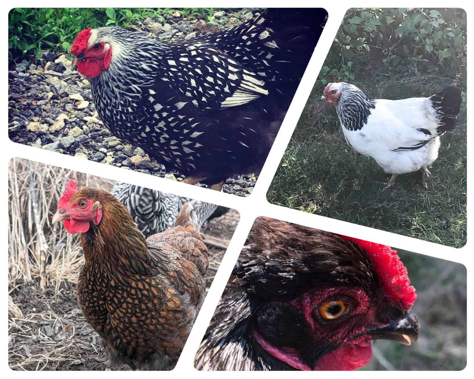 Wyandotte hens collage