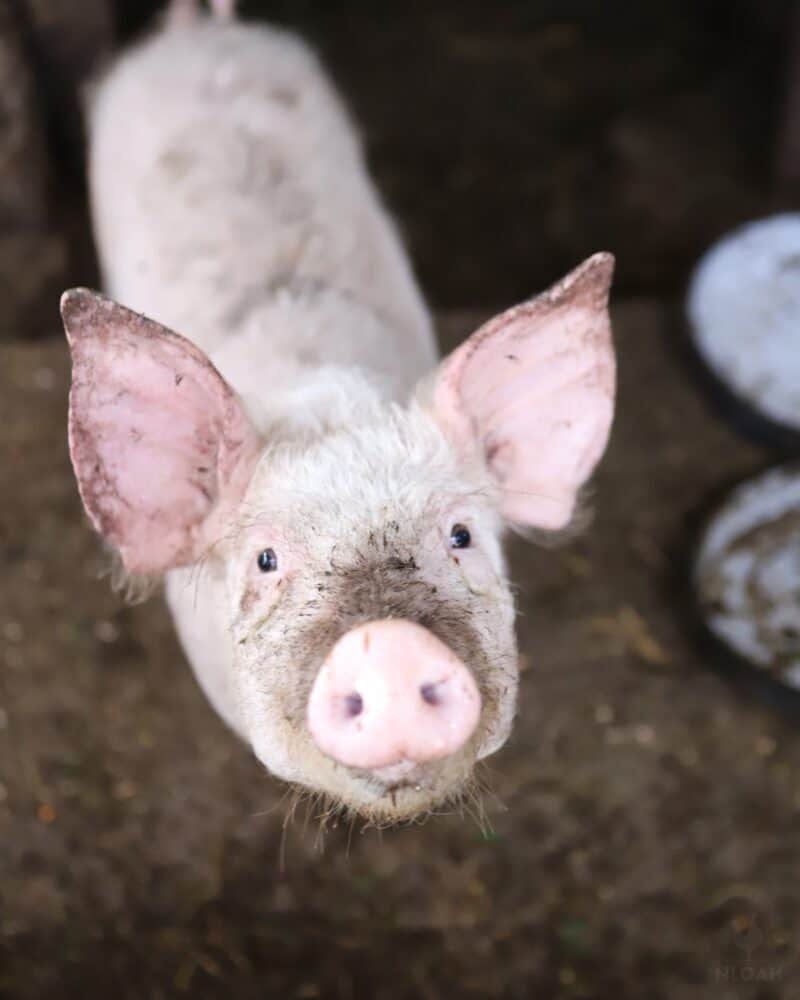 a 10-week old piglet