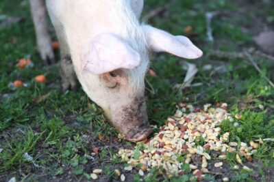 a piglet eating some peanuts
