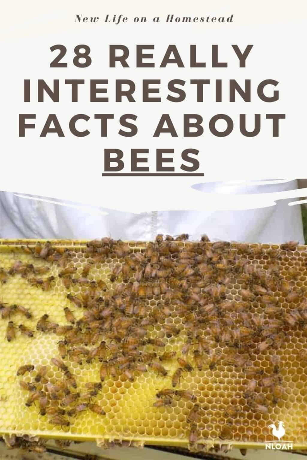30 Really Interesting Facts About Bees