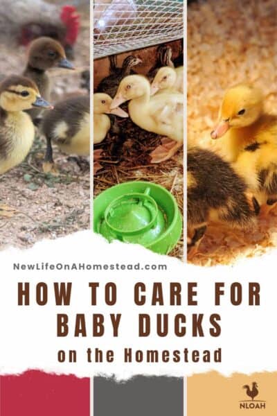 caring for ducklings Pinterest image