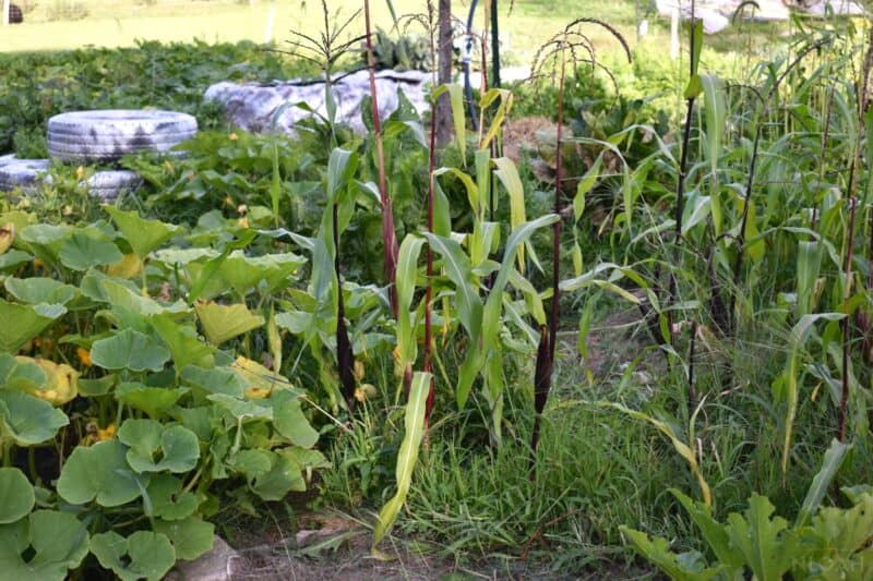 corn and pumpkin growing in the garden