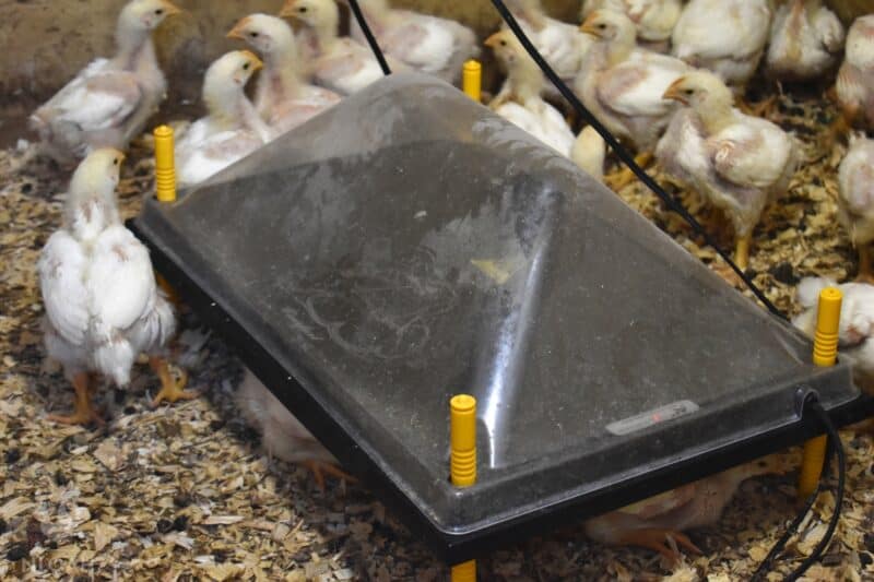 cornish cross chickens inside coop next to heat plate