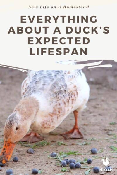duck lifespan Pinterest image