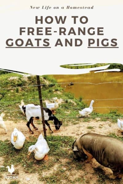 free-ranging goats with pigs pin