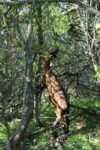 goat foraging leaves from a tree