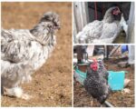 gray chickens collage