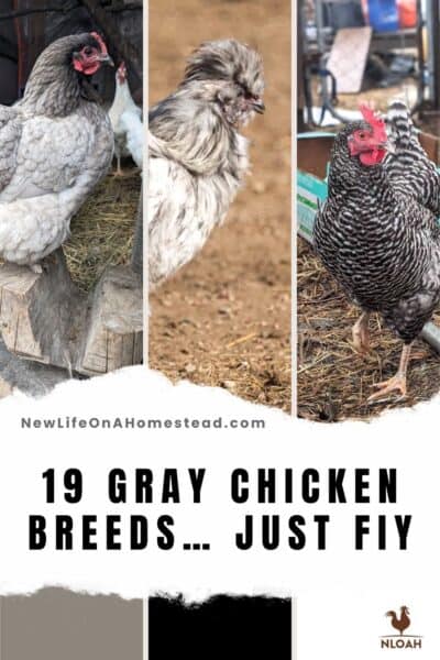 gray chickens Pinterest image