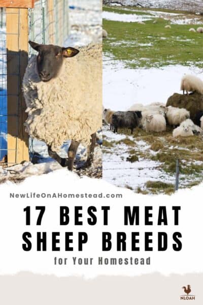 meat sheep breeds Pinterest image