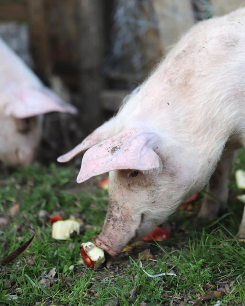 piglet eating sliced apples