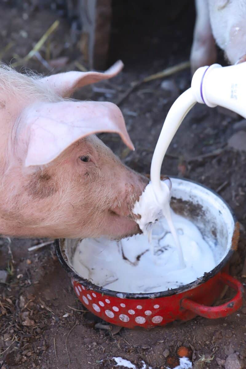 piglet eating yogurt