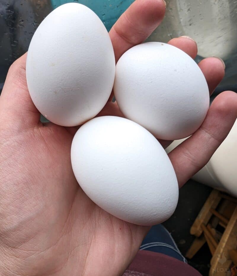 three Leghorn eggs in hand