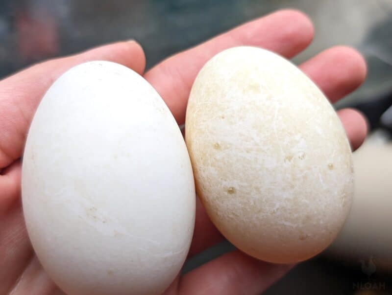 two Indian Runner duck eggs in hand