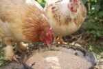 two hens eating corn and grits
