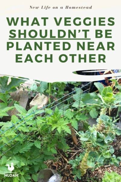 veggies to avoid planting together pin image