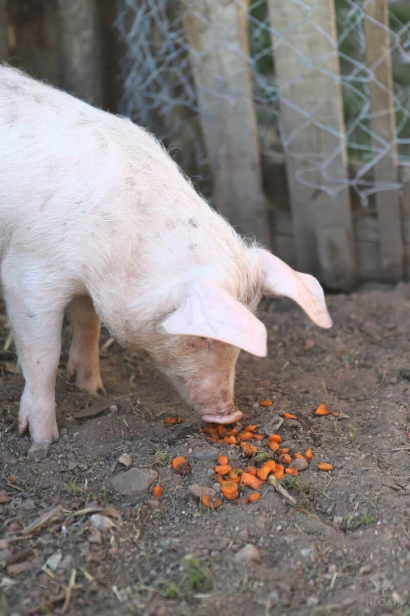 young pig eating sliced carrot