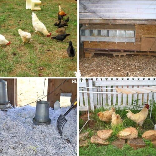 Image showcasing Spacing Requirements for Your Chickens - An In-Depth Guide