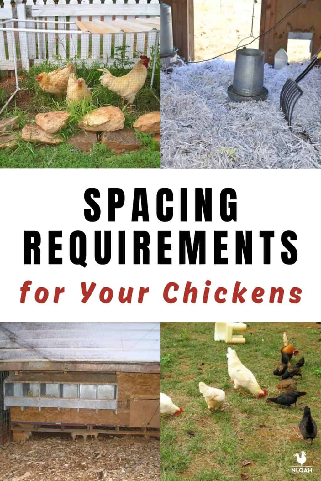 Spacing Requirements for Your Chickens - An In-Depth Guide