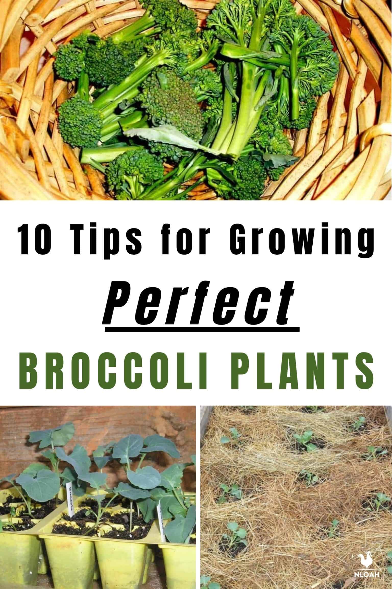10 Tips for Growing Perfect Broccoli Plants