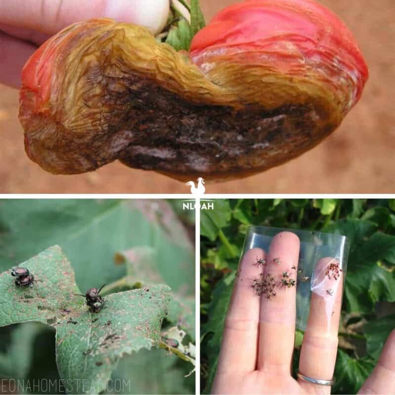 pests and diseases collage