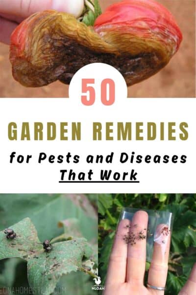 pests and diseases Pinterest