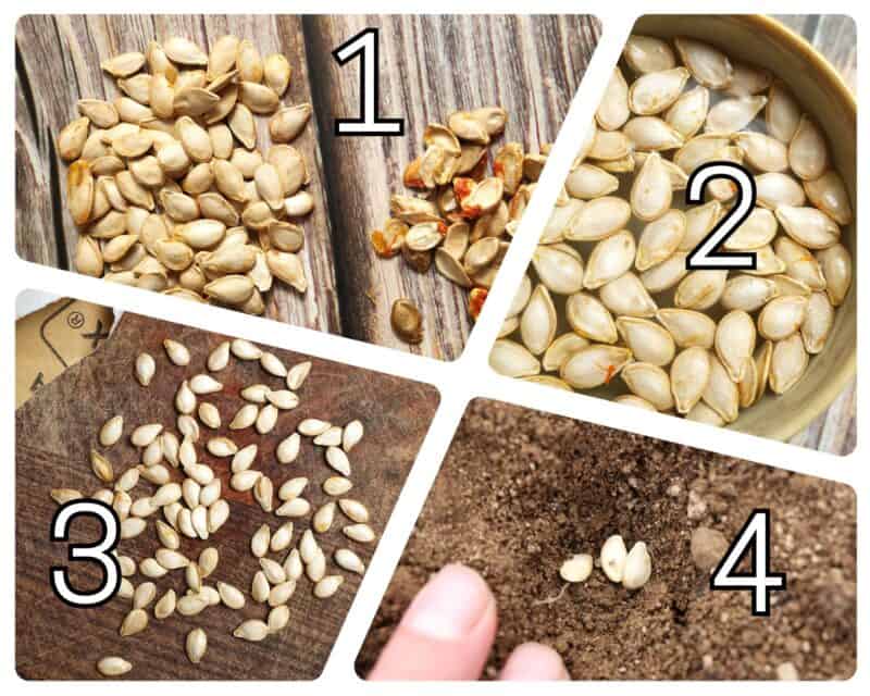 pumpkin seeds planting collage