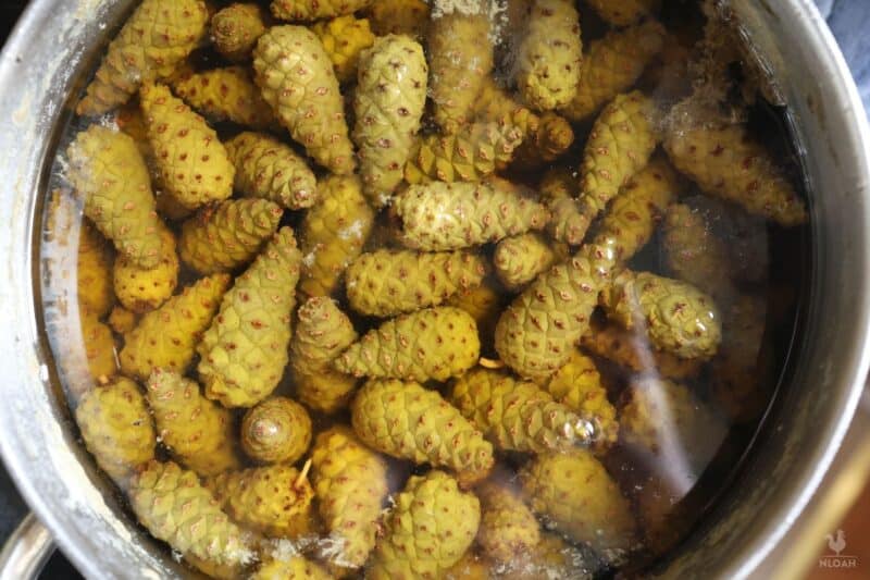 boiled pine cones cooling