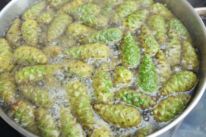 boiling green pine cones