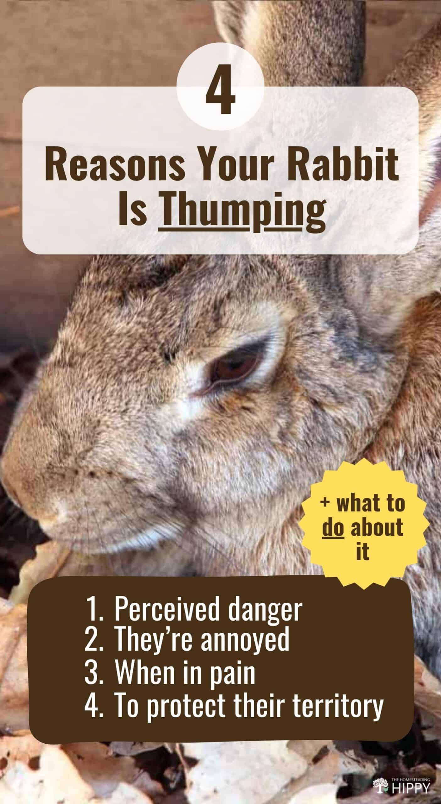 Pouting Rabbit 4 Reasons Your Rabbit Is Thumping (And What to Do About It)