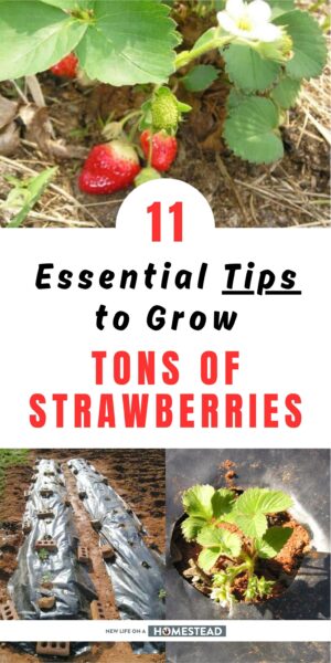 tips to grow strawberries Pinterest tips to grow strawberries Pinterest