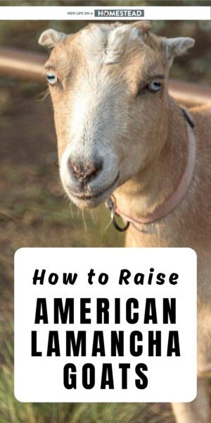 American LaMancha goats Pinterest