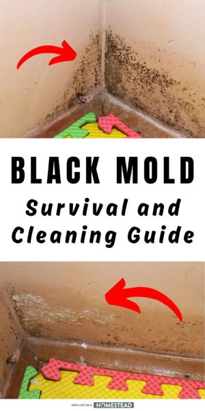 black mold Pinterest black mold Pinterest