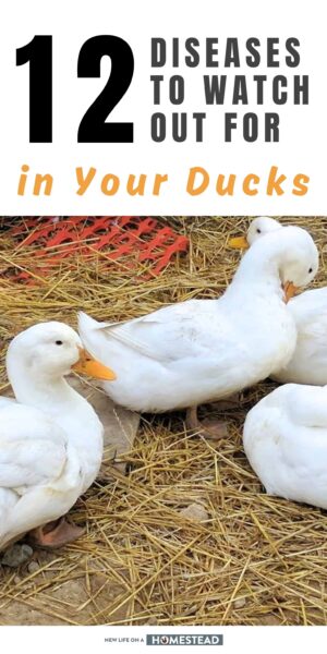 ducks diseases Pinterest ducks diseases Pinterest