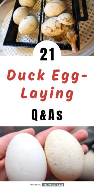 ducks egg-laying questions Pinterest ducks egg-laying questions Pinterest