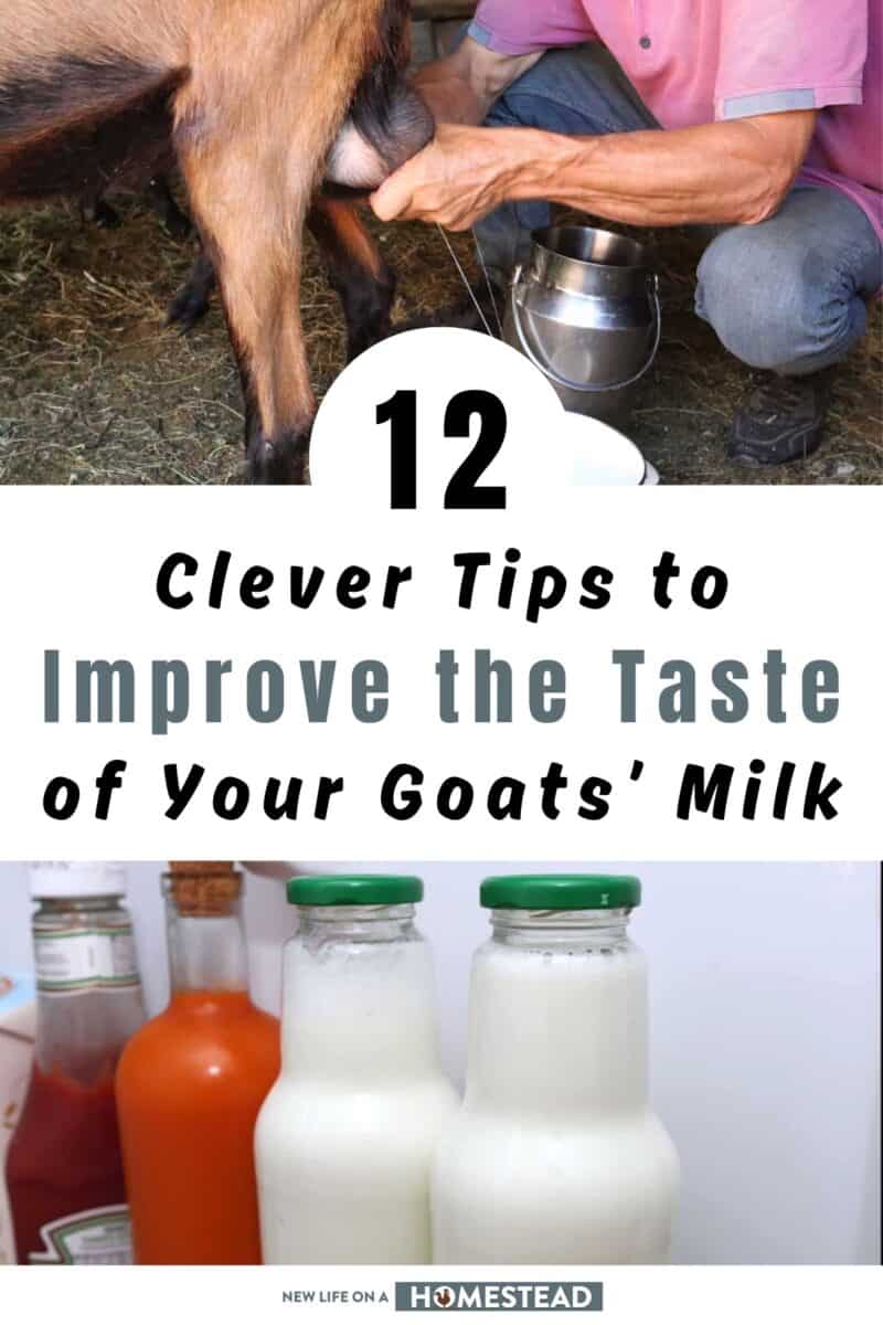 goat milk taste Pinterest goat milk taste Pinterest