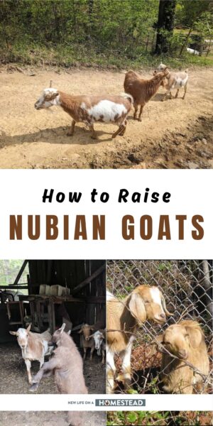 nubian goats Pinterest